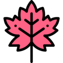 nature,plant,botanical,leaf,garden,maple leaf,autumn,fall